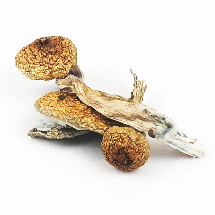 Buy Blue Meanies Magic Mushrooms For Sale Australia