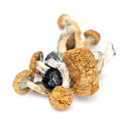 Buy Cambodian mushrooms for sale Australia