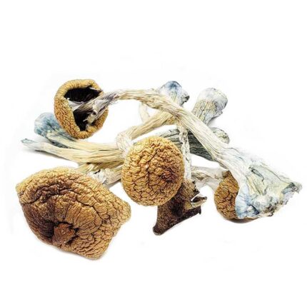 Buy Ecuadorian Mushrooms For Sale Australia