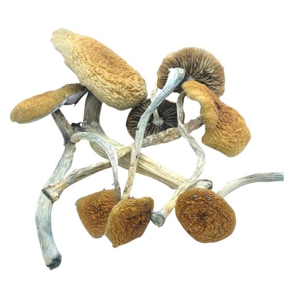 Buy Mazatapec Mushrooms For Sale Australia