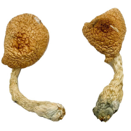 Buy Psilocybe Azurescens For Sale Australia