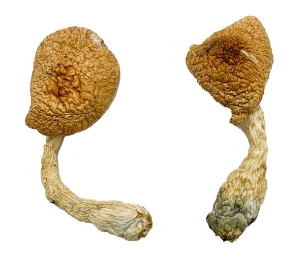 Buy Psilocybe Azurescens For Sale Australia