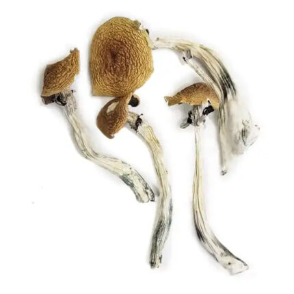 Buy Wavy Caps Mushrooms For Sale Australia