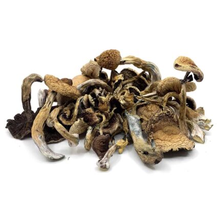 Buy Golden Teacher magic mushrooms for sale Australia