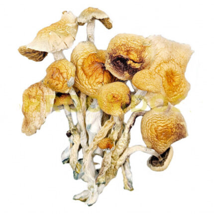 Buy Burma magic mushroom For Sale Australia