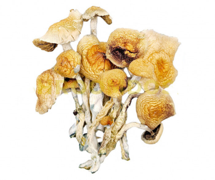 Buy Burma magic mushroom For Sale Australia